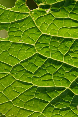 Close up background. Green leaf in the backlight with streaks and holes eaten by insects. Horseradish leaf has a lot of useful properties and is used in cooking.の写真素材