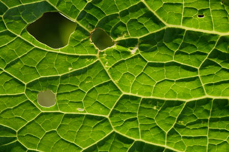 Close up background. Green leaf in the backlight with streaks and holes eaten by insects. Horseradish leaf has a lot of useful properties and is used in cooking.の写真素材