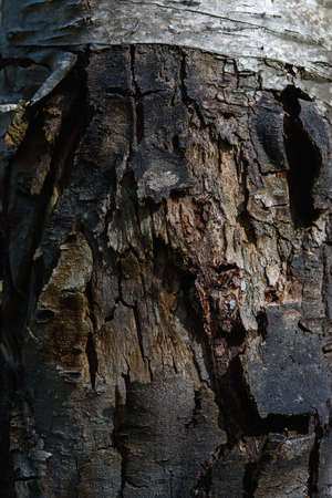 Close up of old birch bark, cracked from the time and age.の写真素材