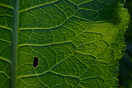 Close up background. Green leaf in the backlight with streaks and holes eaten by insects. Horseradish leaf has a lot of useful properties and is used in cooking.の写真素材