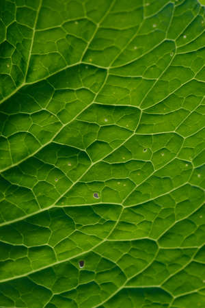 Close up background. Green leaf in the backlight with streaks and holes eaten by insects. Horseradish leaf has a lot of useful properties and is used in cooking.の写真素材