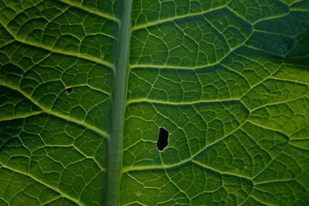 Close up background. Green leaf in the backlight with streaks and holes eaten by insects. Horseradish leaf has a lot of useful properties and is used in cooking.の写真素材