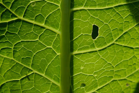 Close up background. Green leaf in the backlight with streaks and holes eaten by insects. Horseradish leaf has a lot of useful properties and is used in cooking.の写真素材