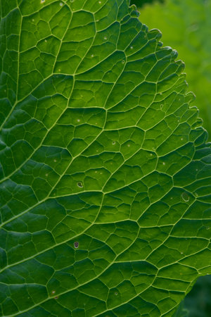 Close up background. Green leaf in the backlight with streaks and holes eaten by insects. Horseradish leaf has a lot of useful properties and is used in cooking.の写真素材