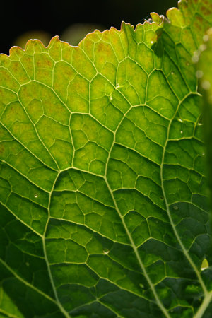 Close up background. Green leaf in the backlight with streaks and holes eaten by insects. Horseradish leaf has a lot of useful properties and is used in cooking.の写真素材