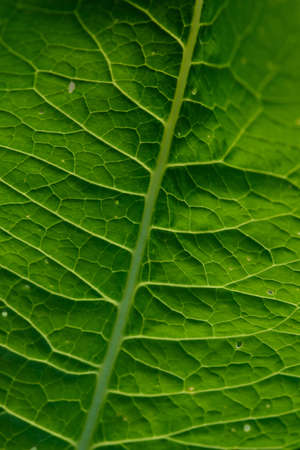 Close up background. Green leaf in the backlight with streaks and holes eaten by insects. Horseradish leaf has a lot of useful properties and is used in cooking.の写真素材