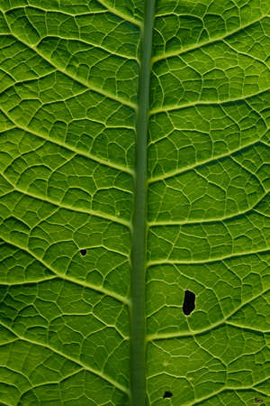 Close up background. Green leaf in the backlight with streaks and holes eaten by insects. Horseradish leaf has a lot of useful properties and is used in cooking.の写真素材