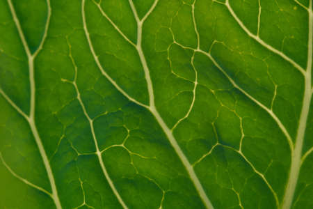 Close up background. Green leaf of cabbage in the backlight with streaks and holes eaten by insects.の写真素材