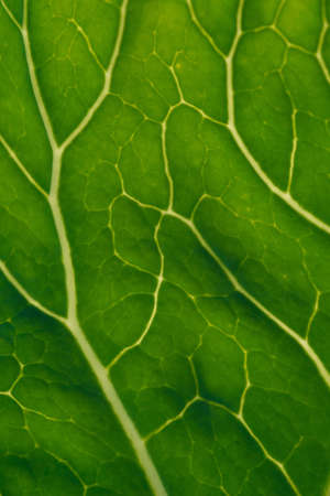 Close up background. Green leaf of cabbage in the backlight with streaks and holes eaten by insects.の写真素材