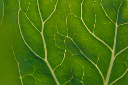 Close up background. Green leaf of cabbage in the backlight with streaks and holes eaten by insects.の写真素材