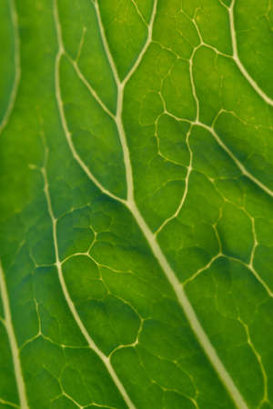 Close up background. Green leaf of cabbage in the backlight with streaks and holes eaten by insects.の写真素材
