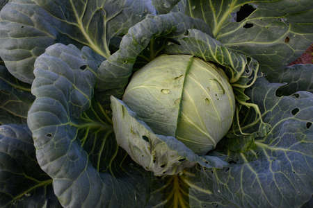 Agricultural industry. Cabbage head in the garden close-up.の写真素材