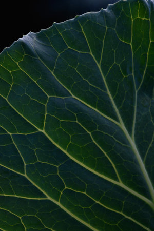 Close up background. Green leaf of cabbage in the backlight with streaks and holes eaten by insects.の写真素材
