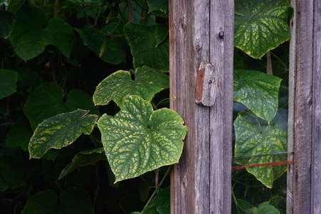 Agricultural industry. Cucumbers and leaves of cucumber bushes. View through the dirty, dusty glass of an old greenhouse.の写真素材