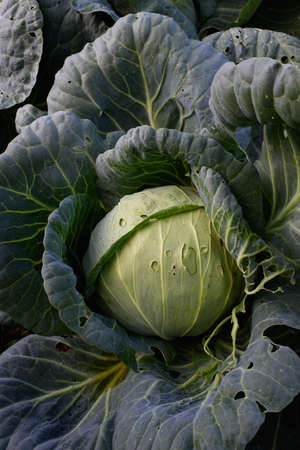 Agricultural industry. Cabbage head in the garden close-up.の写真素材