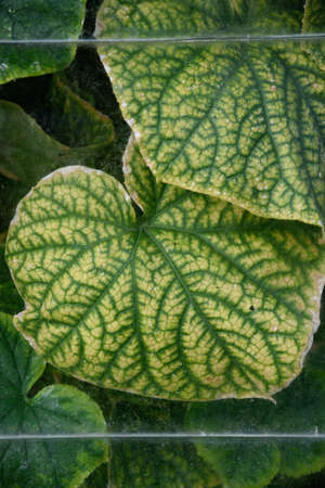 Agricultural industry. Cucumbers and leaves of cucumber bushes. View through the dirty, dusty glass of an old greenhouse.の写真素材