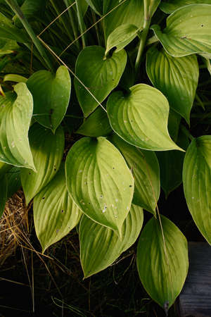The leaves of the host plant are close-up.の写真素材