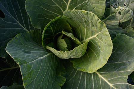 Agricultural industry. Cabbage head in the garden close-up.