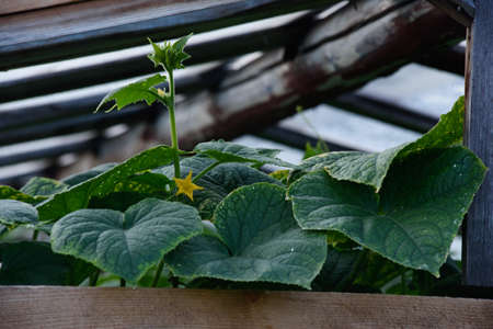 Agricultural industry. Cucumbers and leaves of cucumber bushes. View through the dirty, dusty glass of an old greenhouse.の写真素材