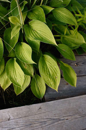 The leaves of the host plant are close-up.の写真素材
