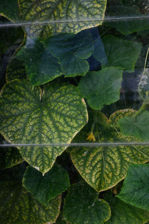 Agricultural industry. Cucumbers and leaves of cucumber bushes. View through the dirty, dusty glass of an old greenhouse.の写真素材