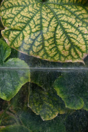 Agricultural industry. Cucumbers and leaves of cucumber bushes. View through the dirty, dusty glass of an old greenhouse.の写真素材