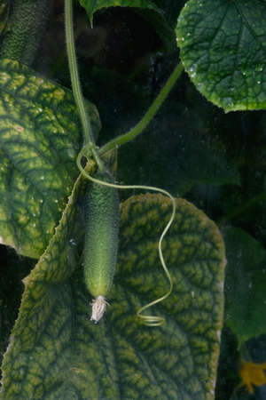 Agricultural industry. Cucumbers and leaves of cucumber bushes. View through the dirty, dusty glass of an old greenhouse.の写真素材