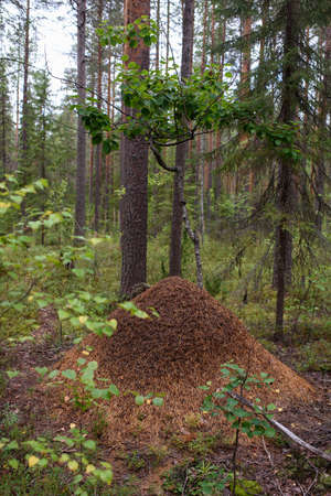 Forest landscape. An anthill in the taiga forest.の写真素材