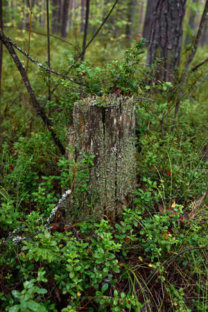 Fruits of the northern cranberry berry close-up in the forest on a bush.の写真素材
