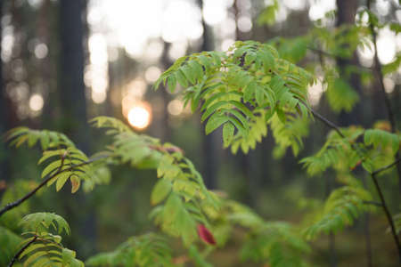 Rowan leaves background close up in light of the sun.