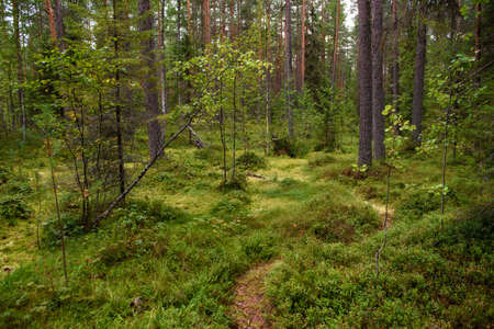 A path leading through a swampy area in the forest.の写真素材