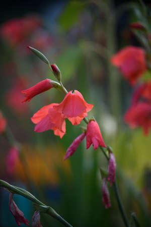 Red gladioli before sunset in the backlight in the setting sun.の写真素材
