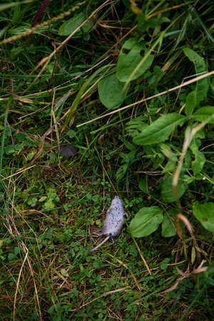 A dead vole mouse found on a path among the grass.