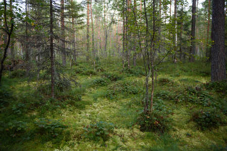 Landscape. A swampy area in the northern forest.の写真素材
