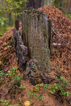 An old stump on a anthill in the forest.の写真素材