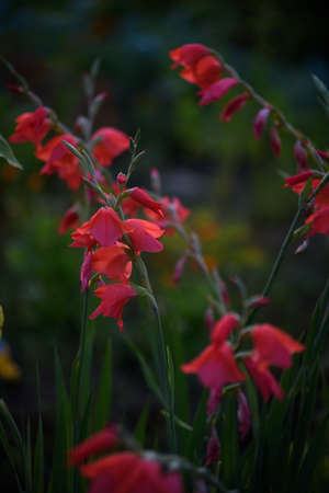 Red gladioli before sunset in the backlight in the setting sun.の写真素材