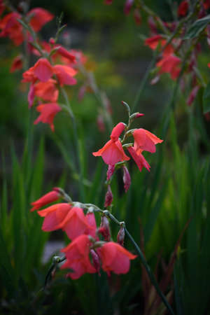 Red gladioli before sunset in the backlight in the setting sun.の写真素材