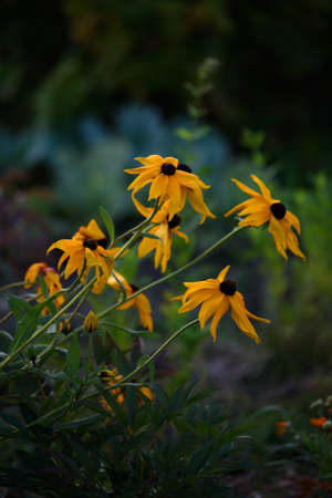 Rudbeckia before sunset in the backlight in the setting sun.の写真素材