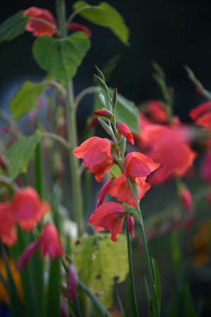 Red gladioli before sunset in the backlight in the setting sun.の写真素材