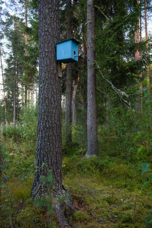 A homemade bird house hanging high on a tree in the parkの写真素材