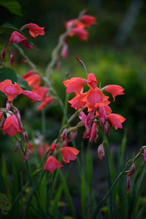 Red gladioli before sunset in the backlight in the setting sun.の写真素材