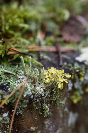 Moss, lichens and pine needles on an old stump close-up.の写真素材