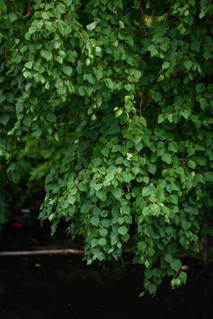 The green foliage of birch trees hanging over the dark water of the pond.の写真素材
