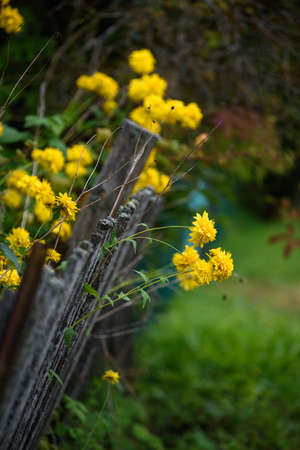 The plant of a golden ball on the background of a wooden wall.の写真素材