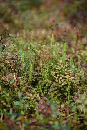 Plants in the taiga forest in a swampy area. Lycopodium close-up.の写真素材