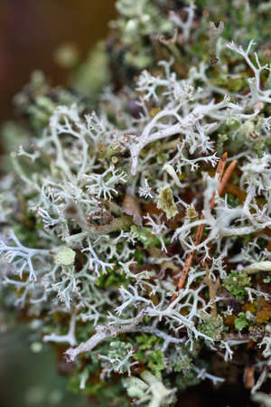 Moss, lichens and pine needles on an old stump close-up.の写真素材