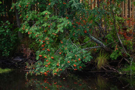 A branch of mountain ash with ripe berries hangs over the dark water of the reservoir.の写真素材