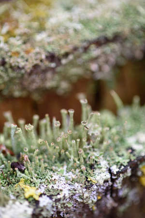 Moss, lichens and pine needles on an old stump close-up.の写真素材