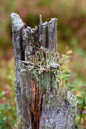Moss, lichens and pine needles on an old stump close-up.の写真素材