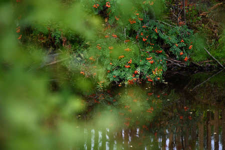 A branch of mountain ash with ripe berries hangs over the dark water of the reservoir.の写真素材